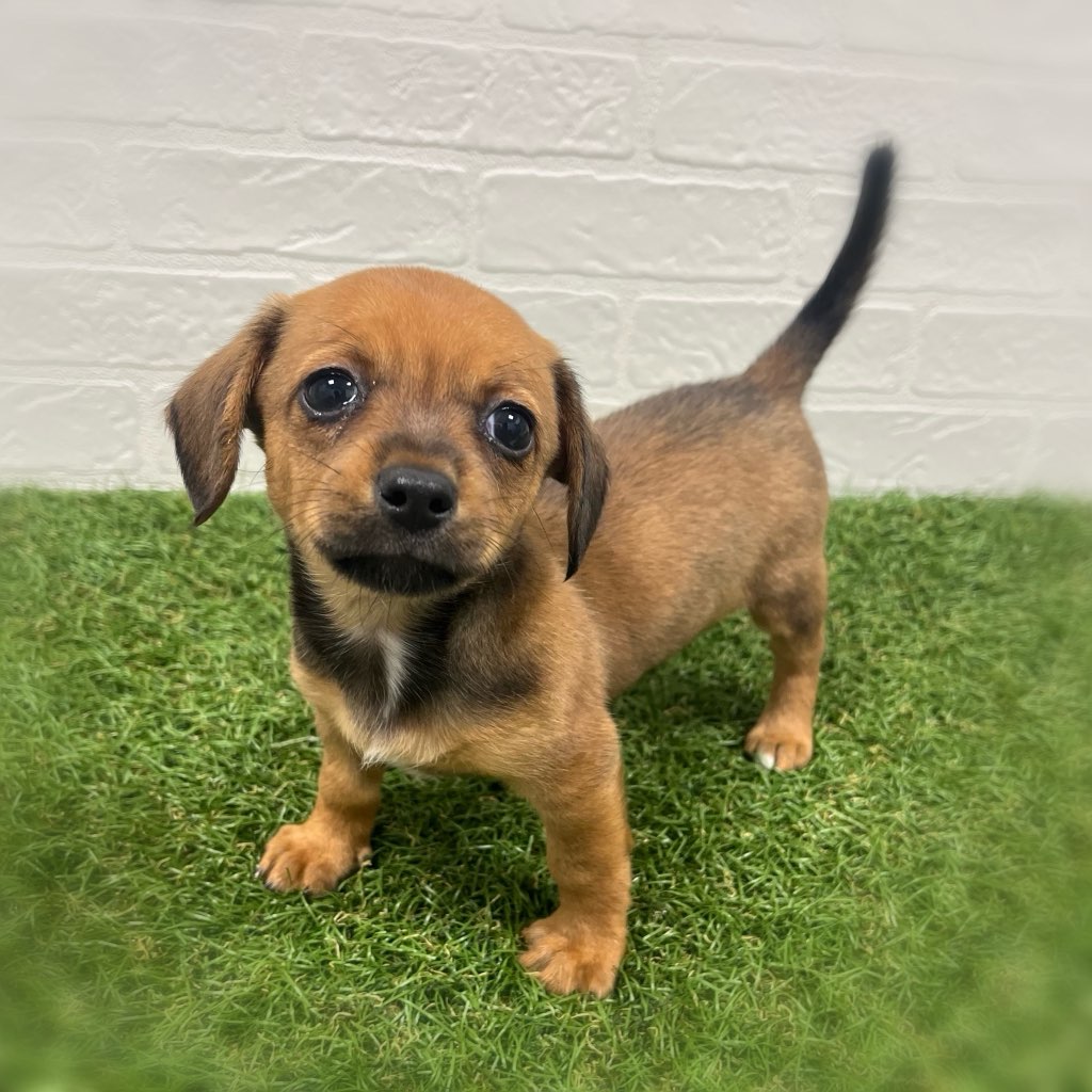 岡山県のハーフ犬（スムース） (ワンニャンハウス岡山店/2025年12月14日生まれ/女の子/茶)の子犬の3枚目の画像