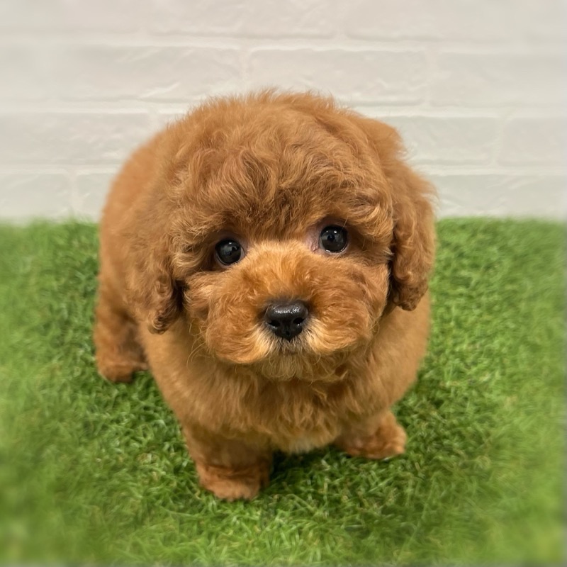 岡山県のトイプードル(トイ) (ワンニャンハウス岡山店/2025年10月5日生まれ/女の子/レッド)の子犬