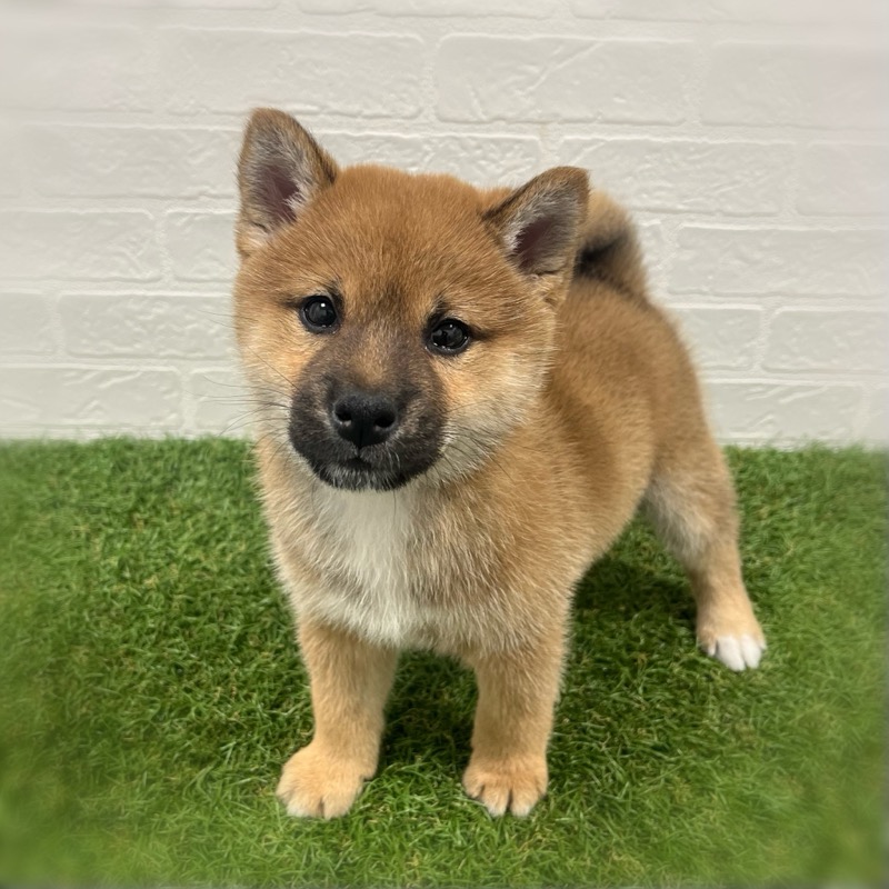 岡山県の柴犬(標準サイズ) (ワンニャンハウス岡山店/2025年10月12日生まれ/男の子/赤)の子犬