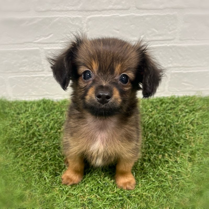 岡山県のハーフ犬・ミックス犬 (ワンニャンハウス岡山店/2026年6月6日生まれ/男の子/フォーン)の子犬の1枚目の画像