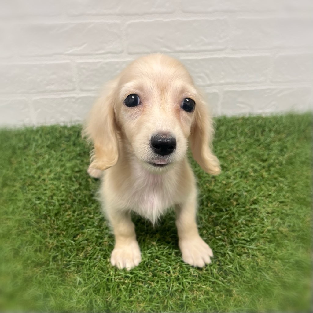 岡山県のミニチュアダックスフンド(ロング) (ワンニャンハウス岡山店/2025年10月13日生まれ/女の子/イエロー)の子犬の3枚目の画像