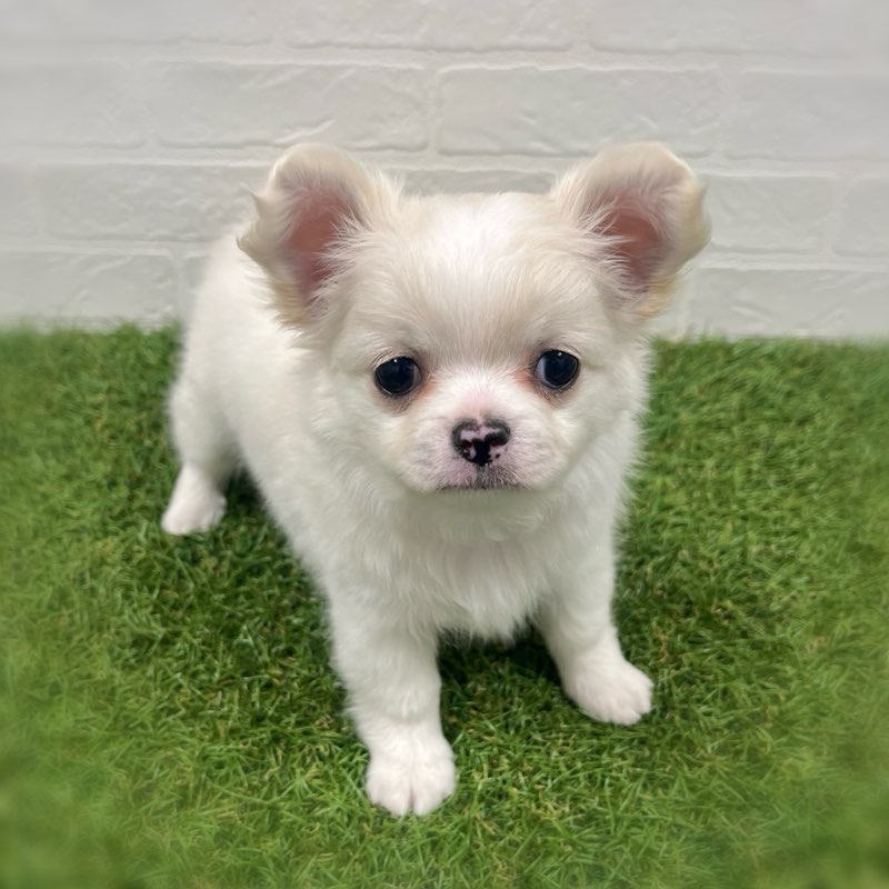 岡山県のチワワ(ロング) (ワンニャンハウス岡山店/2025年10月5日生まれ/男の子/クリーム)の子犬の2枚目の画像