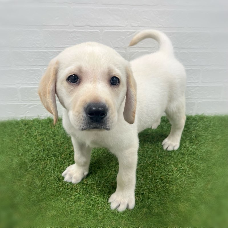 岡山県のラブラドールレトリーバー (ワンニャンハウス岡山店/2025年9月29日生まれ/男の子/イエロー)の子犬の2枚目の画像