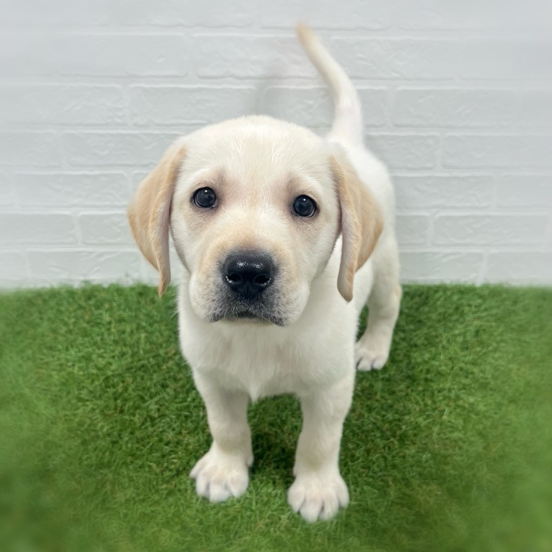 岡山県のラブラドールレトリーバー (ワンニャンハウス岡山店/2025年9月29日生まれ/男の子/イエロー)の子犬