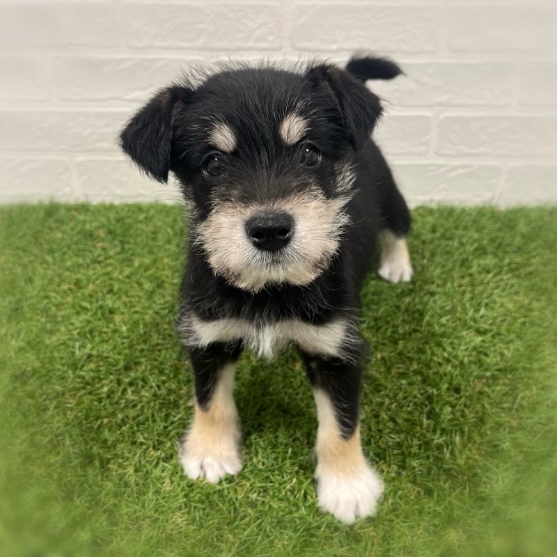 岡山県のハーフ犬・ミックス犬 (ワンニャンハウス岡山店/2025年10月19日生まれ/男の子/黒)の子犬の1枚目の画像