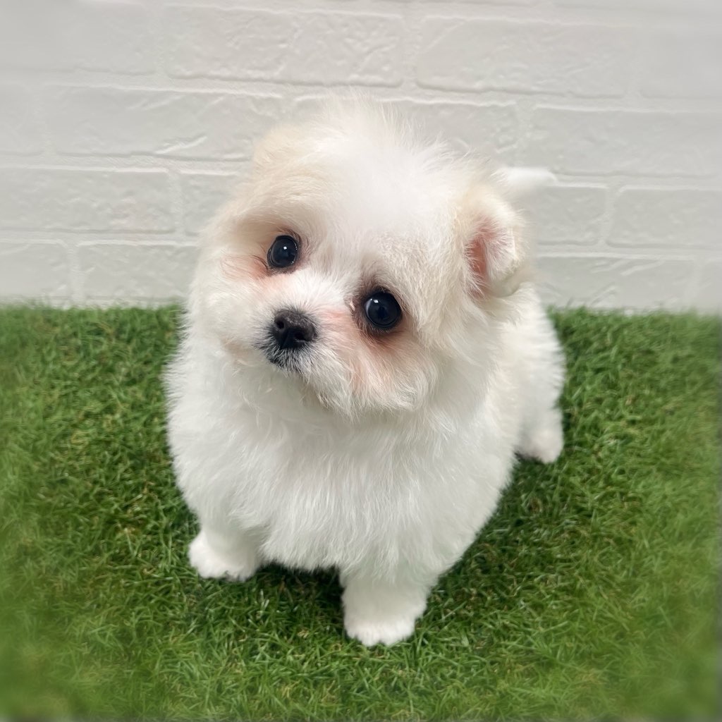 岡山県のポメマル/マルポメ(ポメラニアン×マルチーズ) (ワンニャンハウス岡山店/2026年1月4日生まれ/女の子/ホワイトクリーム)の子犬の2枚目の画像