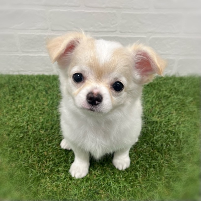 2026年2月4日生まれのチワワ(ロング)