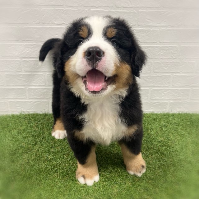 岡山県のバーニーズマウンテンドッグ (ワンニャンハウス岡山店/2026年2月3日生まれ/男の子/ブラックラストホワイト)の子犬の3枚目の画像