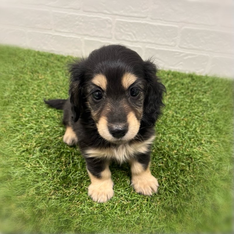 岡山県のミニチュアダックスフンド(ロング) (ワンニャンハウス岡山店/2026年1月26日生まれ/女の子/ブラックイエロー)の子犬の2枚目の画像