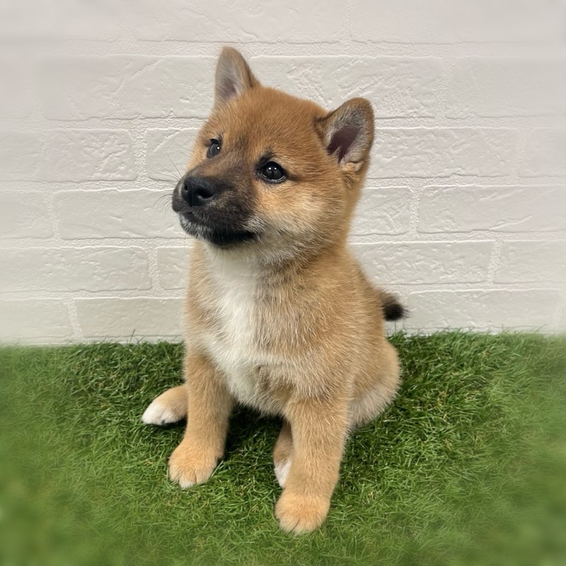 岡山県の柴犬(標準サイズ) (ワンニャンハウス岡山店/2025年10月12日生まれ/男の子/赤)の子犬の3枚目の画像