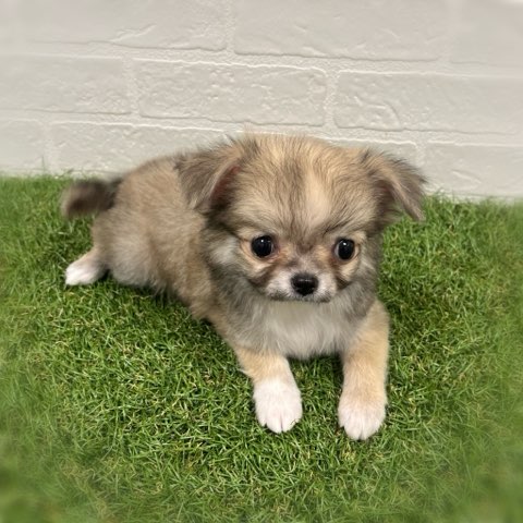 岡山県のチワワ(ロング) (ワンニャンハウス岡山店/2025年11月9日生まれ/男の子/フォーンホワイト)の子犬の3枚目の画像