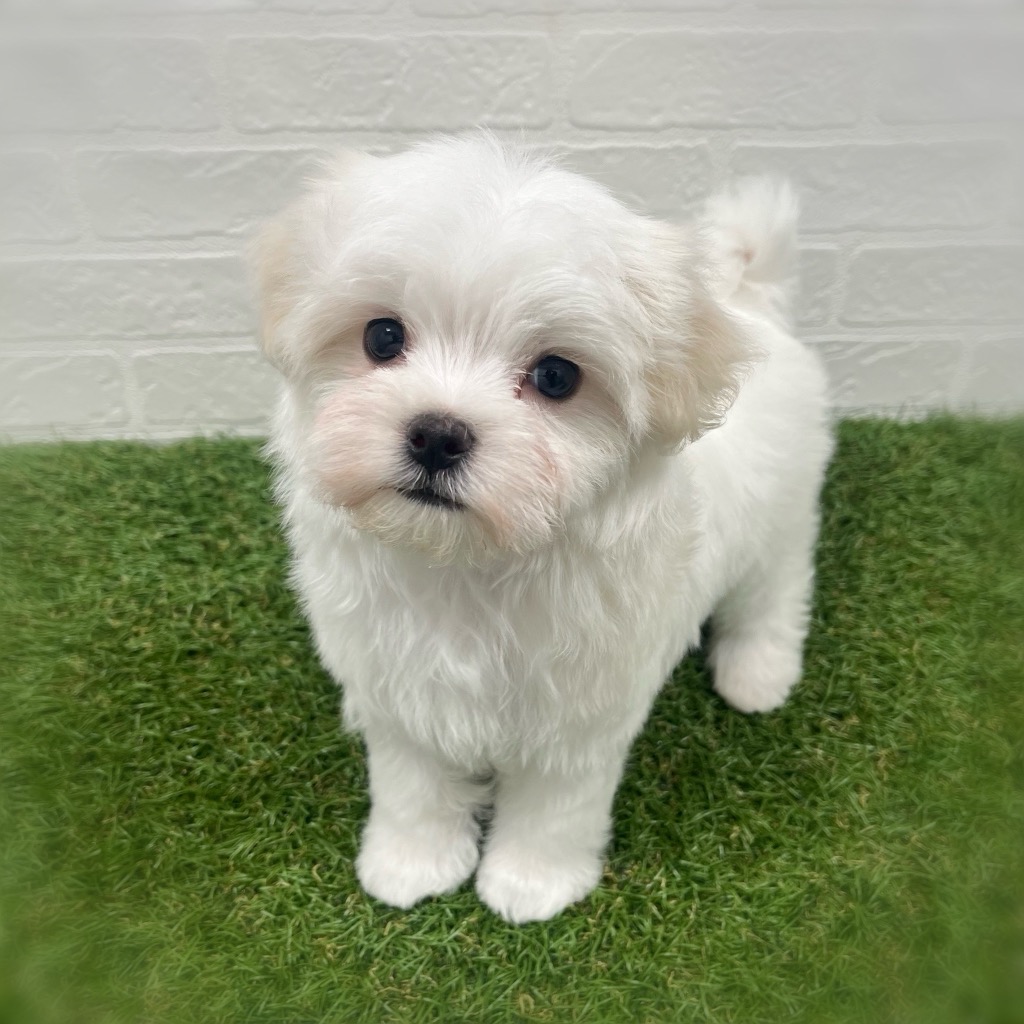 岡山県のマルチーズ (ワンニャンハウス岡山店/2025年12月30日生まれ/男の子/ホワイト)の子犬の3枚目の画像