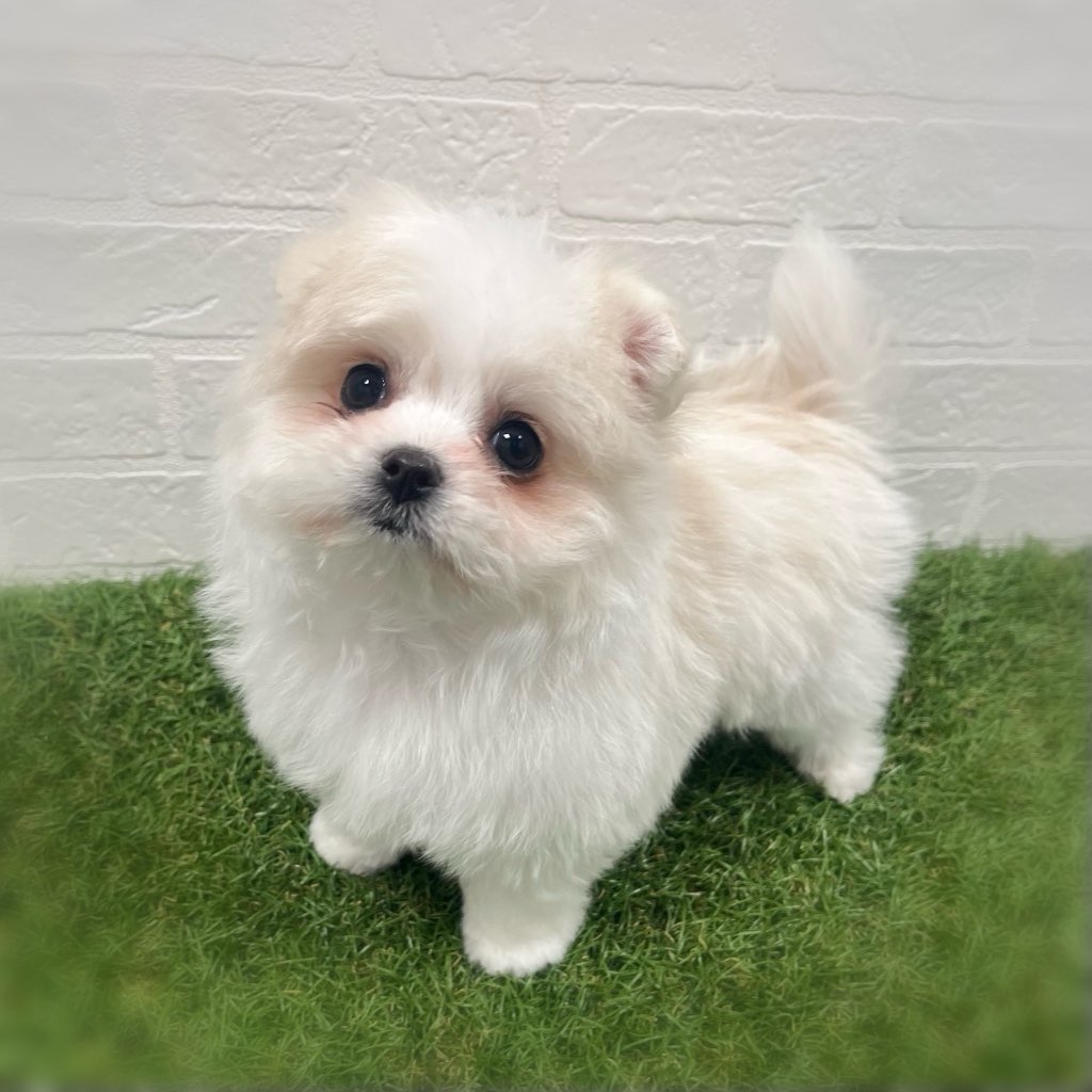 岡山県のポメマル/マルポメ(ポメラニアン×マルチーズ) (ワンニャンハウス岡山店/2026年1月4日生まれ/女の子/ホワイトクリーム)の子犬の3枚目の画像