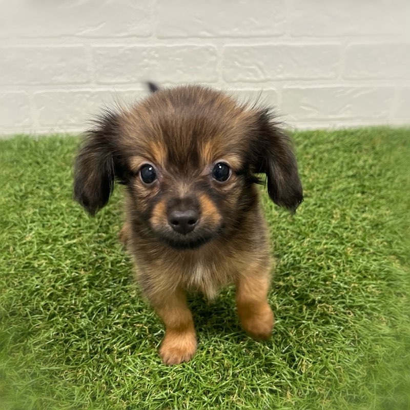 岡山県のハーフ犬・ミックス犬 (ワンニャンハウス岡山店/2026年6月6日生まれ/男の子/フォーン)の子犬の3枚目の画像