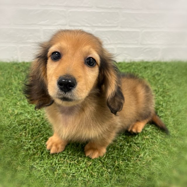 岡山県のミニチュアダックスフンド(ロング) (ワンニャンハウス岡山店/2026年2月3日生まれ/男の子/レッド)の子犬の3枚目の画像