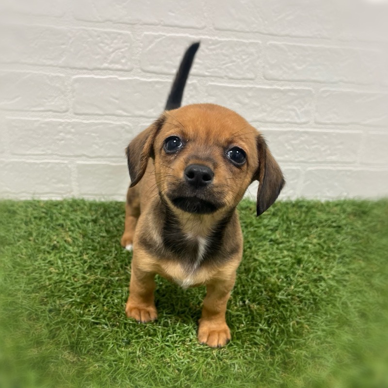 岡山県のハーフ犬（スムース） (ワンニャンハウス岡山店/2025年12月14日生まれ/女の子/茶)の子犬の2枚目の画像