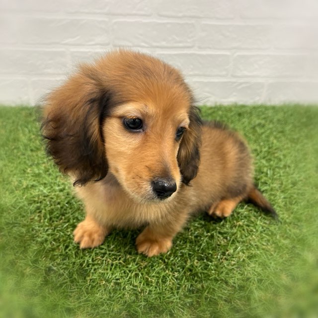 岡山県のミニチュアダックスフンド(ロング) (ワンニャンハウス岡山店/2026年2月3日生まれ/男の子/レッド)の子犬の2枚目の画像