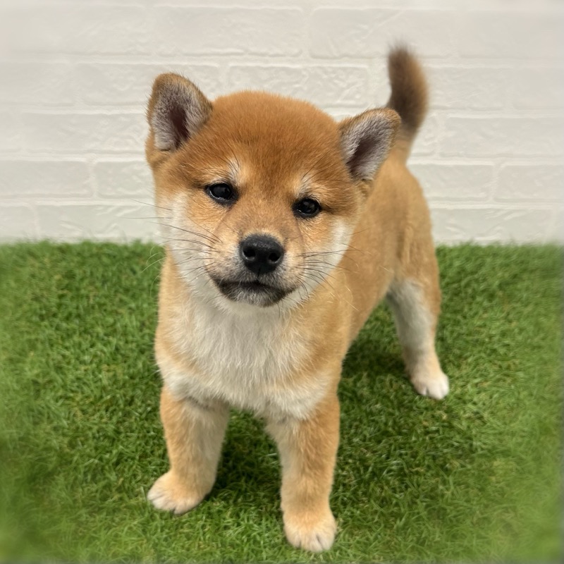 岡山県の柴犬(標準サイズ) (ワンニャンハウス岡山店/2025年9月28日生まれ/女の子/赤)の子犬の3枚目の画像