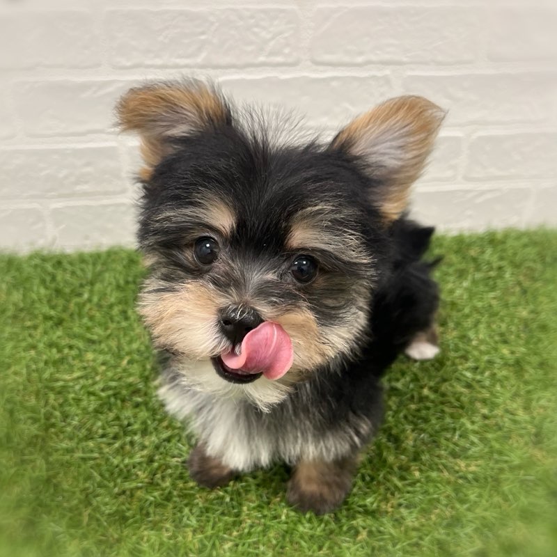 岡山県のマルキー/マルヨーキー(マルチーズ×ヨークシャーテリア) (ワンニャンハウス岡山店/2026年1月9日生まれ/男の子/スチールブルータン)の子犬の2枚目の画像