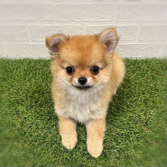 岡山県のチワワ(ロング) (ワンニャンハウス岡山店/2026年1月3日生まれ/女の子/フォーン)の子犬の2枚目の画像