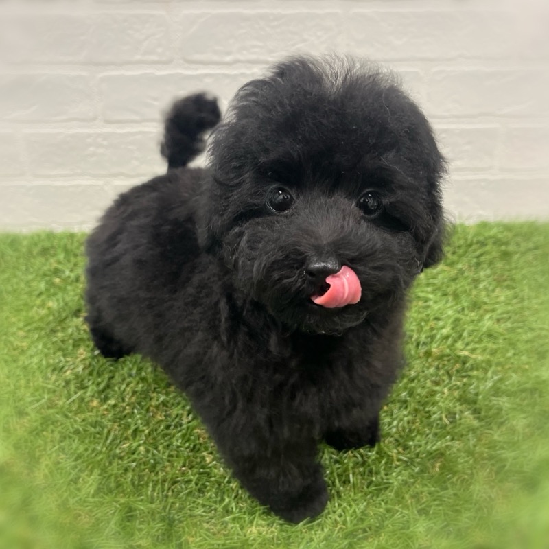 岡山県のトイプードル(トイ) (ワンニャンハウス岡山店/2025年9月22日生まれ/男の子/ブラック)の子犬の2枚目の画像