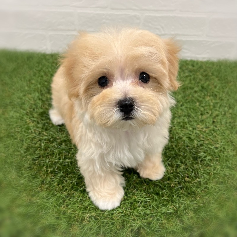 岡山県のマルプー(マルチーズ×プードル) (ワンニャンハウス岡山店/2025年11月17日生まれ/男の子/クリーム)の子犬の1枚目の画像