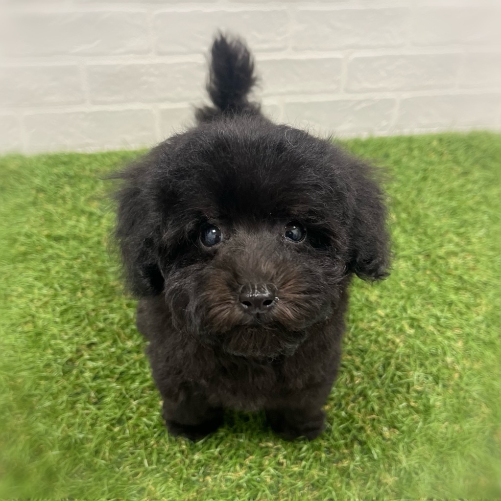 岡山県のトイプードル(トイ) (ワンニャンハウス岡山店/2025年9月13日生まれ/女の子/ブラック)の子犬の1枚目の画像