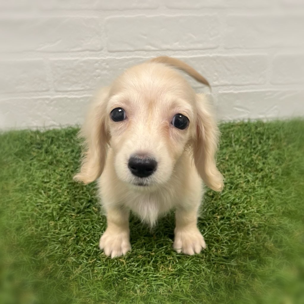 岡山県のミニチュアダックスフンド(ロング) (ワンニャンハウス岡山店/2025年10月13日生まれ/女の子/イエロー)の子犬