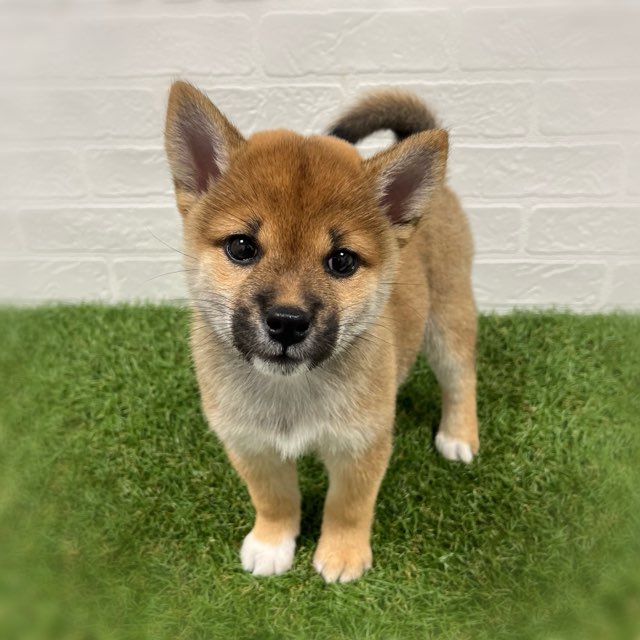 岡山県の柴犬(標準サイズ) (ワンニャンハウス岡山店/2025年8月9日生まれ/女の子/赤)の子犬の2枚目の画像