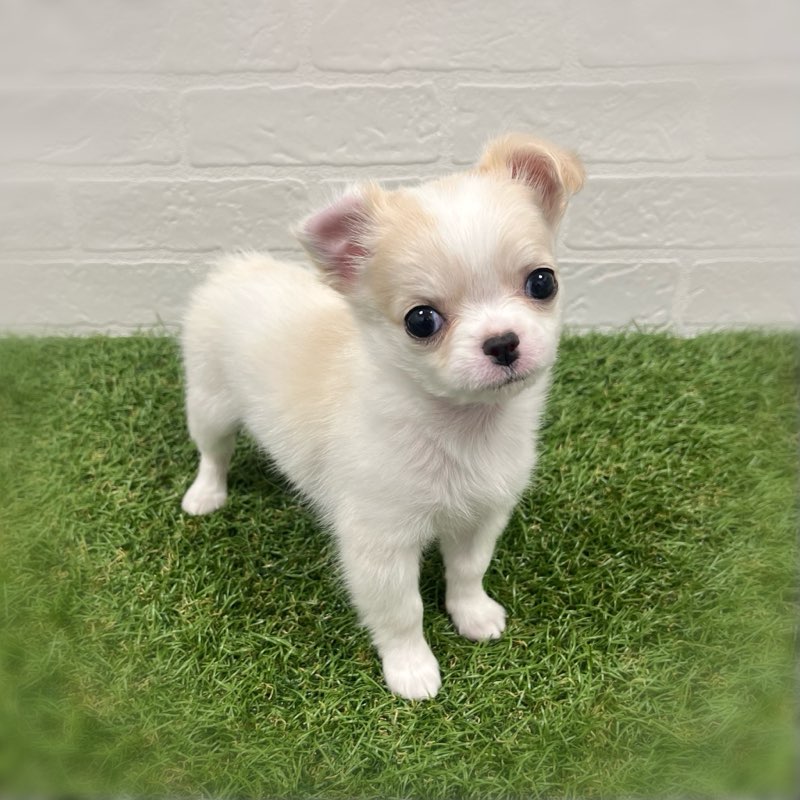 岡山県のチワワ(ロング) (ワンニャンハウス岡山店/2025年11月17日生まれ/女の子/クリームホワイト)の子犬の3枚目の画像