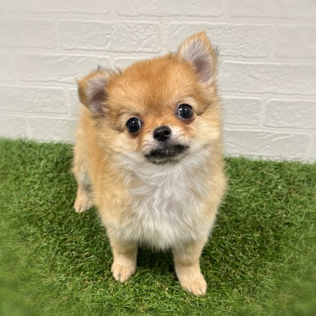 岡山県のチワワ(ロング) (ワンニャンハウス岡山店/2026年1月3日生まれ/女の子/フォーン)の子犬の3枚目の画像