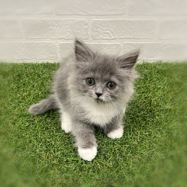 岡山県のスコティッシュフォールド (ワンニャンハウス岡山店/2026年2月7日生まれ/女の子/ブルーホワイト)の子猫の3枚目の画像