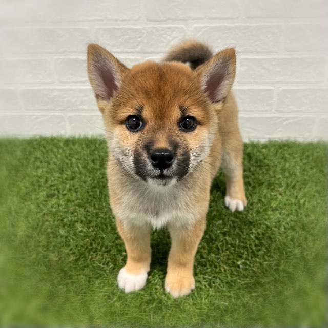 岡山県の柴犬(標準サイズ) (ワンニャンハウス岡山店/2025年8月9日生まれ/女の子/赤)の子犬の1枚目の画像
