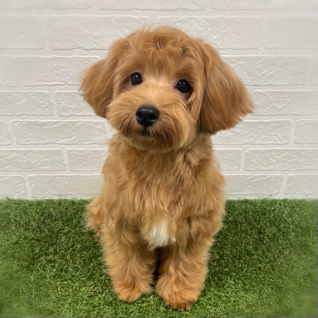 岡山県のハーフ犬・ミックス犬 (ワンニャンハウス岡山店/2026年3月8日生まれ/女の子/アプリコット)の子犬