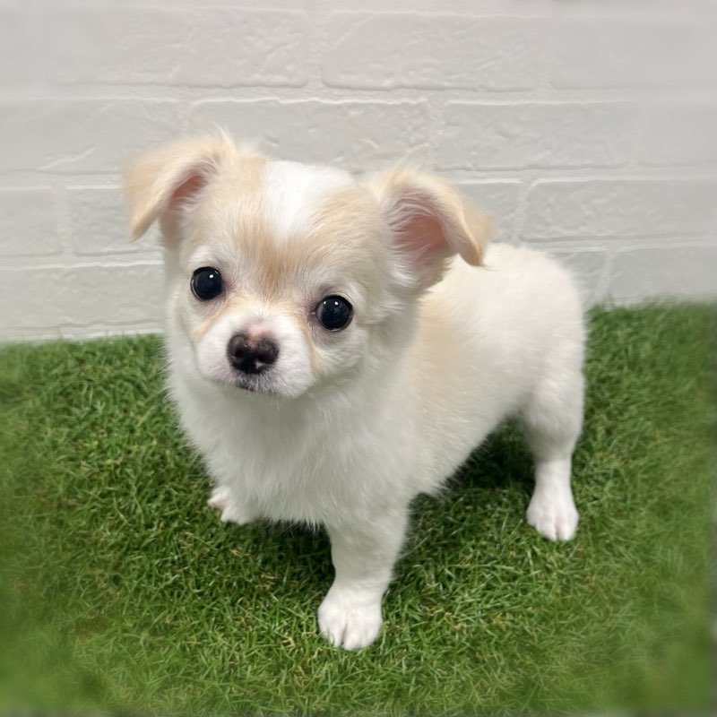 岡山県のチワワ(ロング) (ワンニャンハウス岡山店/2026年2月4日生まれ/女の子/クリームホワイト)の子犬の2枚目の画像