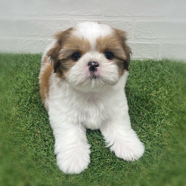 岡山県のシーズー (ワンニャンハウス岡山店/2025年8月11日生まれ/男の子/ホワイトゴールド)の子犬の2枚目の画像