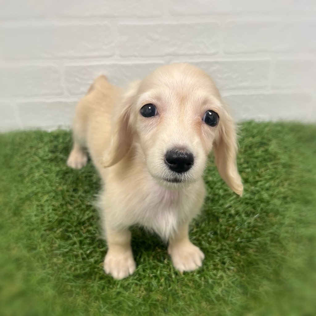 岡山県のミニチュアダックスフンド(ロング) (ワンニャンハウス岡山店/2025年10月13日生まれ/女の子/イエロー)の子犬の2枚目の画像