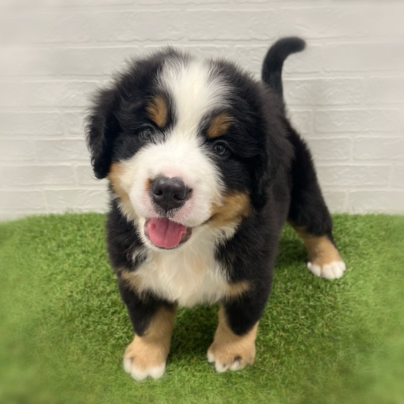 2026年2月3日生まれのバーニーズマウンテンドッグ