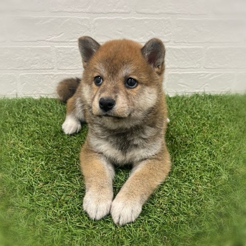 岡山県の柴犬(標準サイズ) (ワンニャンハウス岡山店/2026年3月16日生まれ/女の子/赤)の子犬の3枚目の画像
