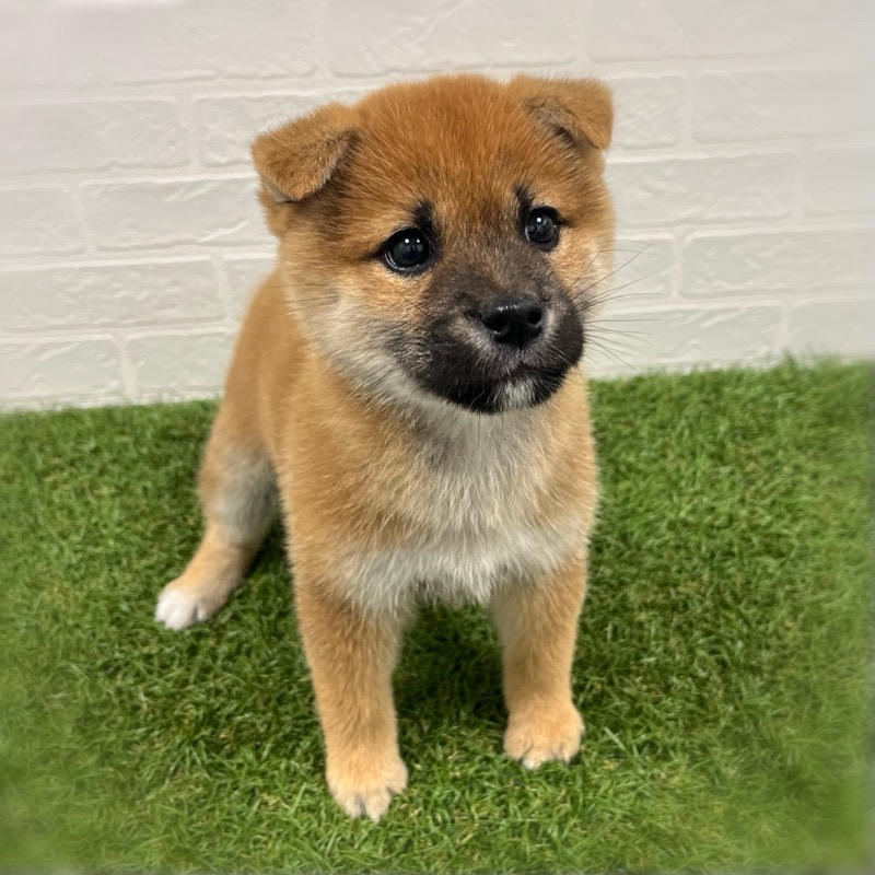 岡山県の柴犬(標準サイズ) (ワンニャンハウス岡山店/2025年9月22日生まれ/女の子/赤)の子犬の2枚目の画像