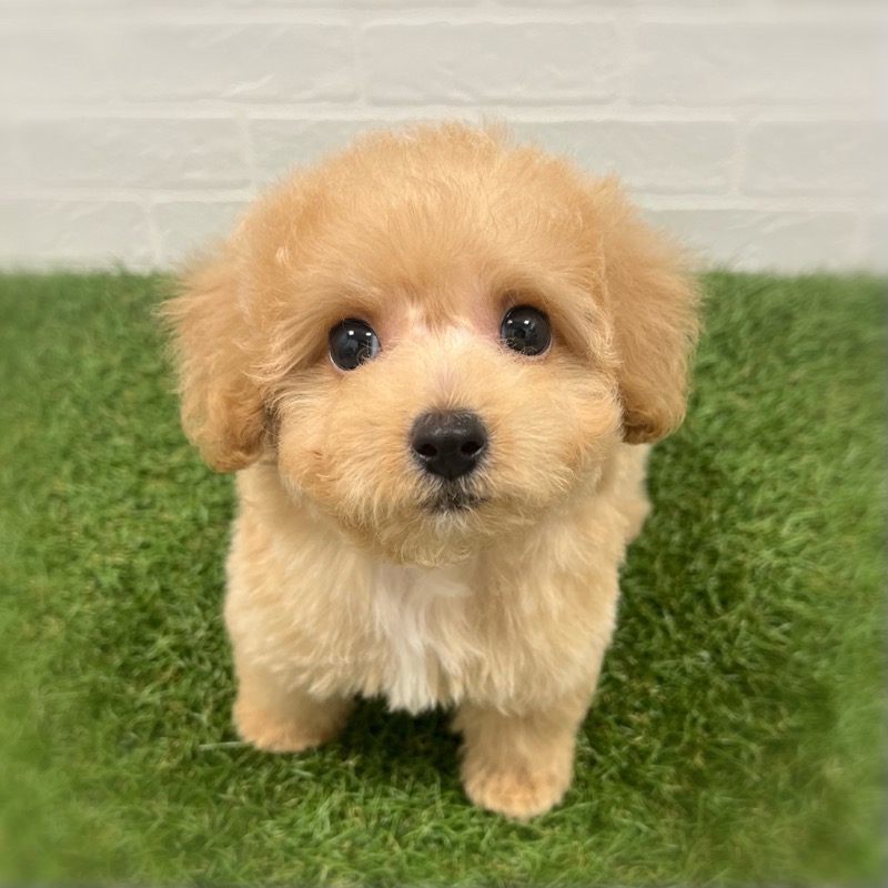 岡山県のビションプー(ビションフリーゼ×プードル) (ワンニャンハウス岡山店/2026年1月3日生まれ/男の子/アプリコット)の子犬の2枚目の画像