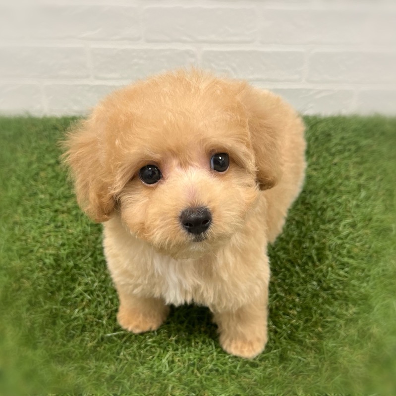 岡山県のビションプー(ビションフリーゼ×プードル) (ワンニャンハウス岡山店/2026年1月3日生まれ/男の子/アプリコット)の子犬の3枚目の画像