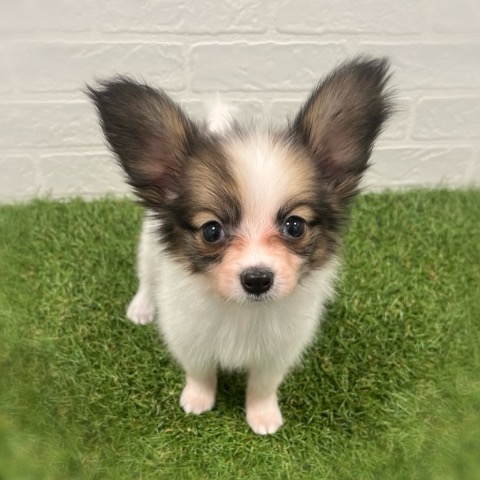 岡山県のパピヨン (ワンニャンハウス岡山店/2025年11月9日生まれ/女の子/ホワイトセーブル)の子犬の1枚目の画像