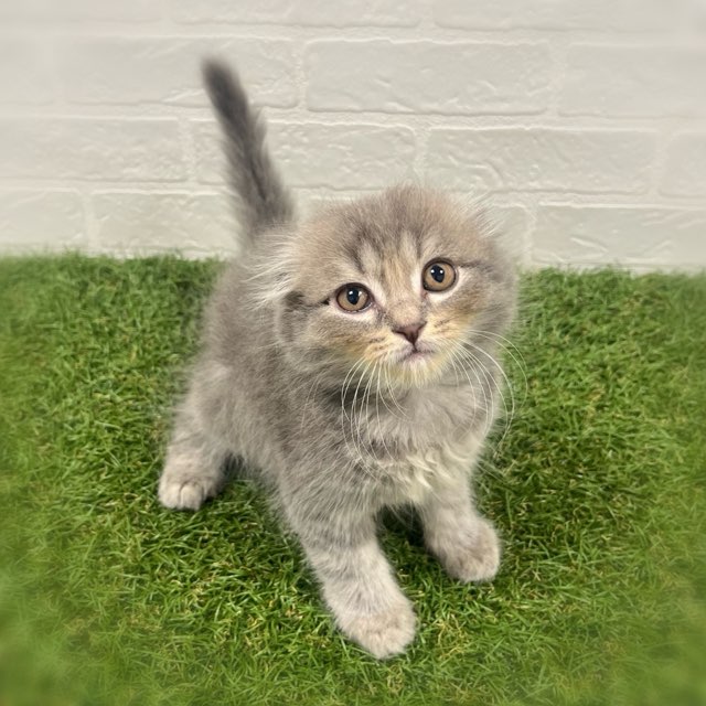 岡山県のスコティッシュフォールド (ワンニャンハウス岡山店/2025年8月30日生まれ/男の子/ブルータビー)の子猫