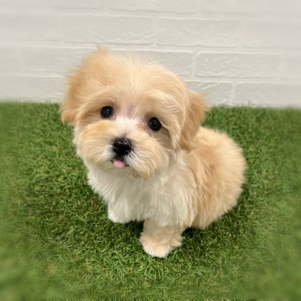 岡山県のマルプー(マルチーズ×プードル) (ワンニャンハウス岡山店/2025年11月17日生まれ/男の子/クリーム)の子犬の2枚目の画像