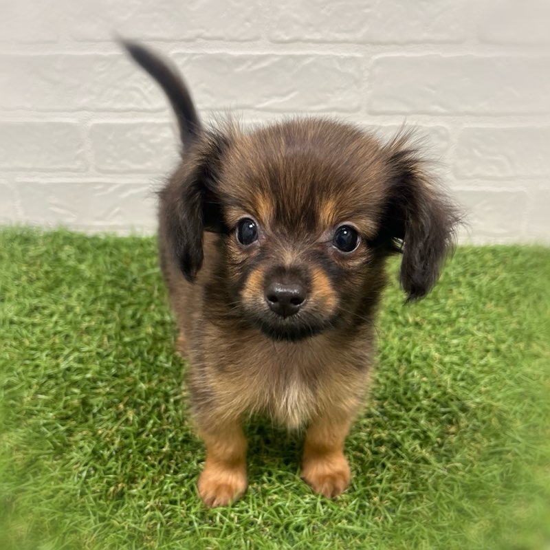 岡山県のハーフ犬・ミックス犬 (ワンニャンハウス岡山店/2026年6月6日生まれ/男の子/フォーン)の子犬の2枚目の画像