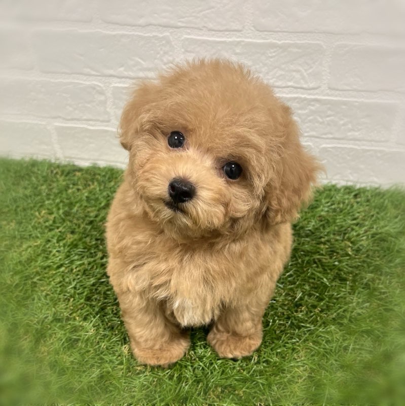 岡山県のトイプードル(トイ) (ワンニャンハウス岡山店/2025年10月19日生まれ/男の子/アプリコット)の子犬の2枚目の画像