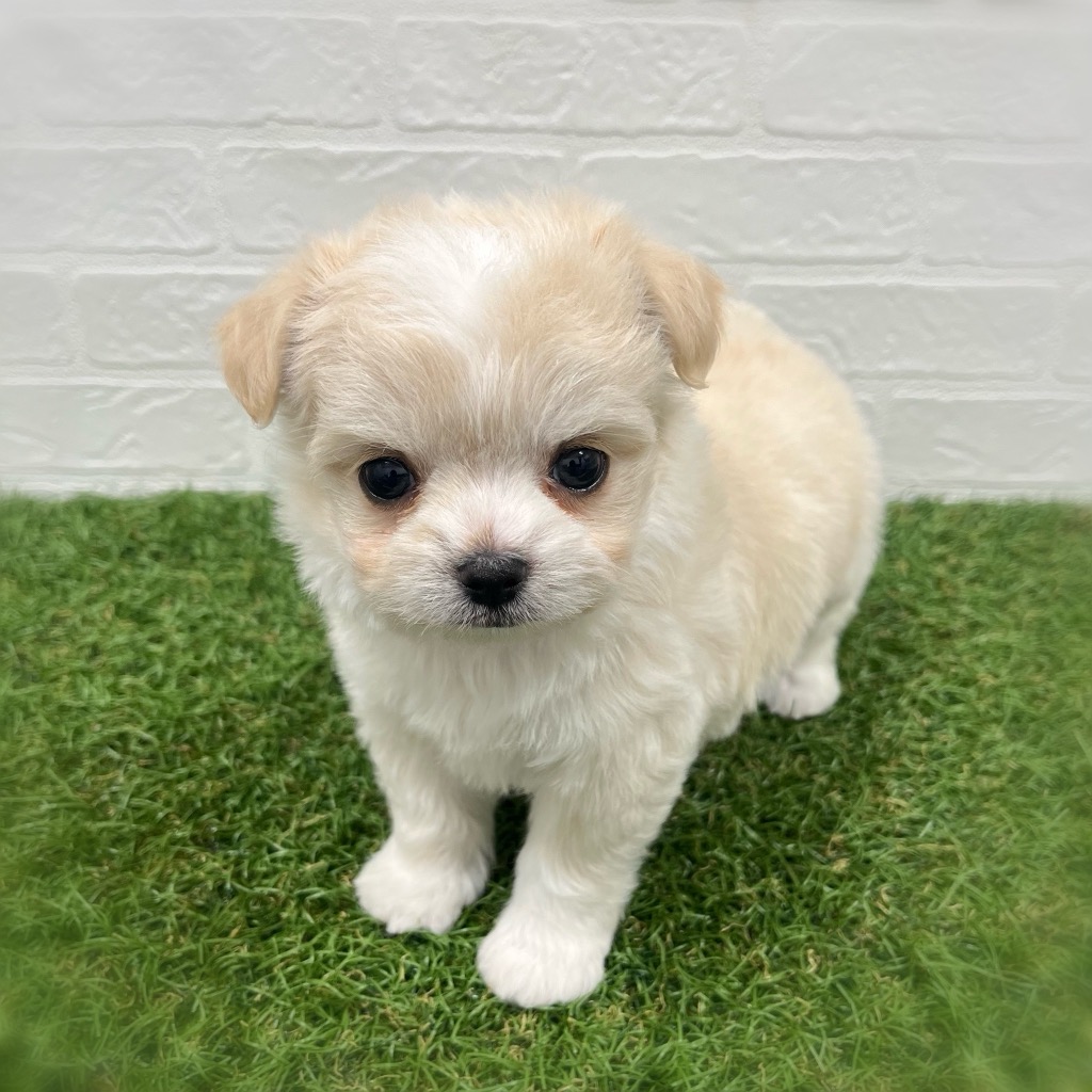 岡山県のチワマル/マルチワ(チワワ×マルチーズ) (ワンニャンハウス岡山店/2026年2月2日生まれ/男の子/クリーム)の子犬の3枚目の画像