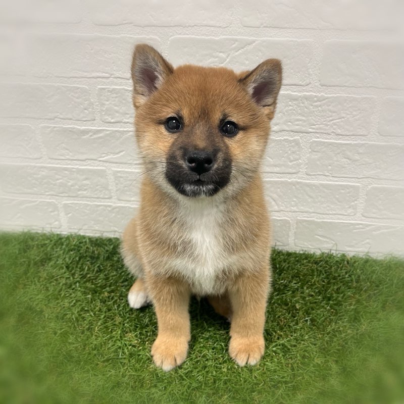 岡山県の柴犬(標準サイズ) (ワンニャンハウス岡山店/2025年10月12日生まれ/男の子/赤)の子犬の2枚目の画像