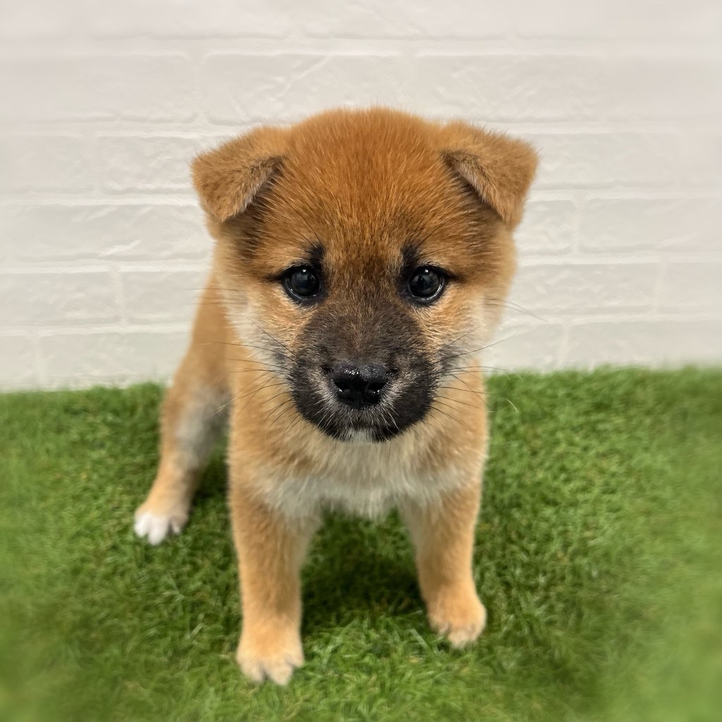 岡山県の柴犬(標準サイズ) (ワンニャンハウス岡山店/2025年9月22日生まれ/女の子/赤)の子犬の1枚目の画像